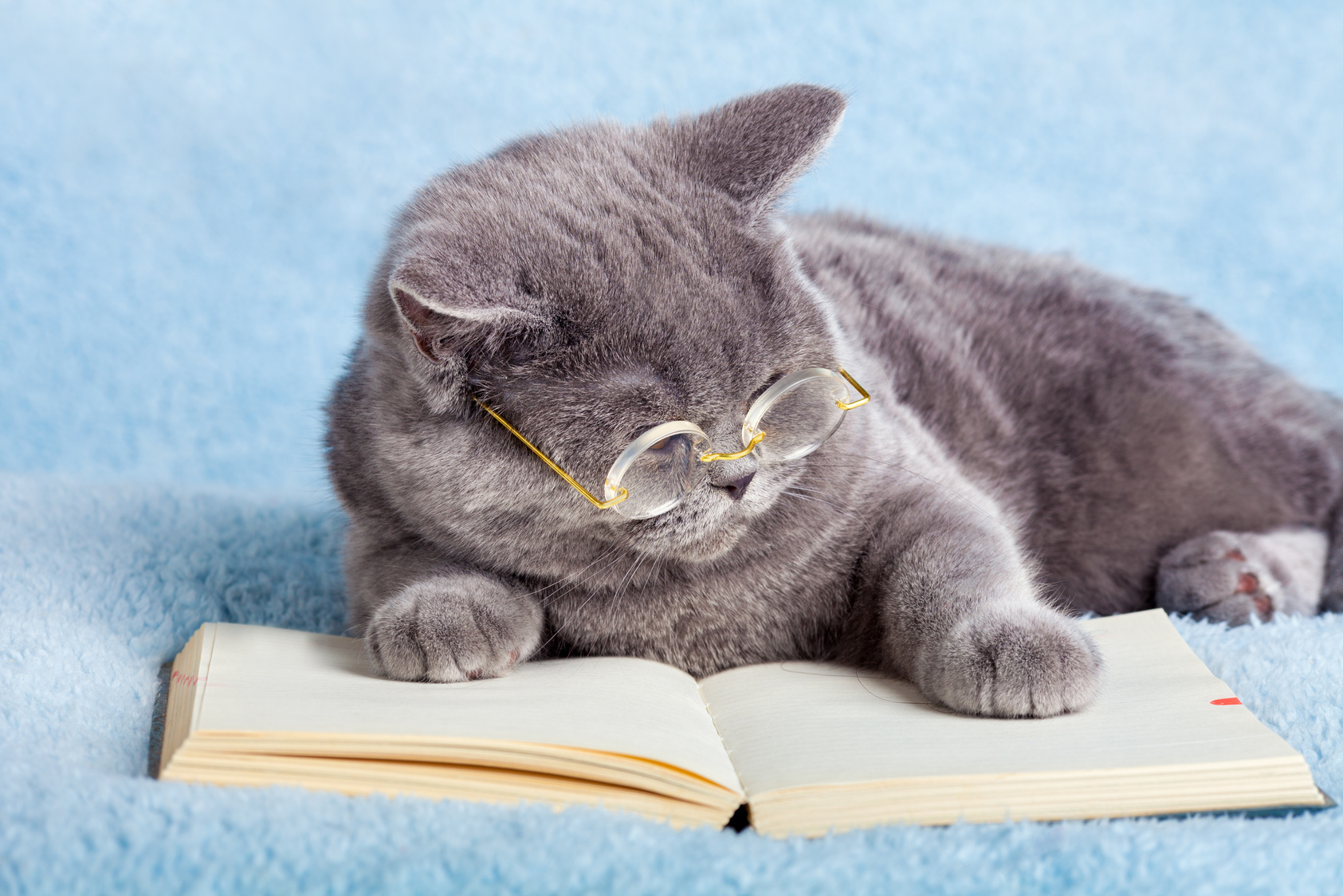 Cat reader